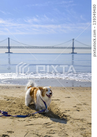 Happy Pembroke Welsh Corgi on Gwangalli Beach, Busan Happy Pembroke Welsh Corgi on Gwangalli Beach, Busan 139349480