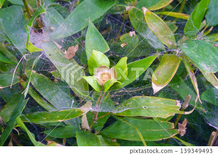 蜘蛛網和植物嫩芽蔓延在竹葉上。 139349493