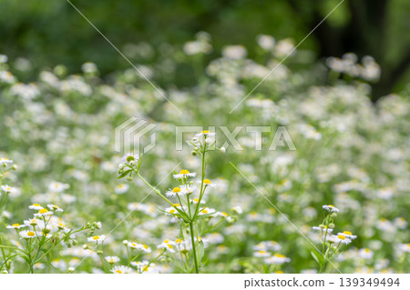 一片盛開著簇簇白色飛蓬花的田野。 139349494
