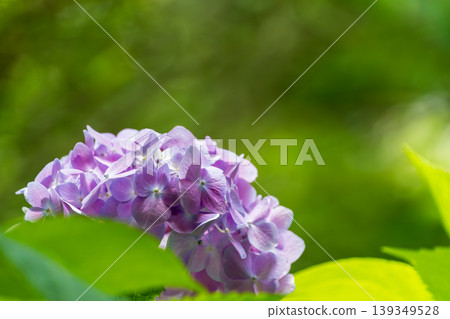 紫色繡球花在柔和的綠色背景下盛開。 139349528