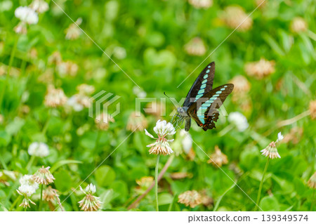 青蠅吸白三葉花蜜 139349574