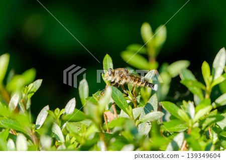 A robber butterfly searches for prey in a thicket of azaleas. 139349604
