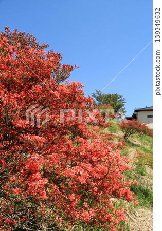 葛城高原 - 杜鵑花 葛城高原 - 杜鵑花 139349632