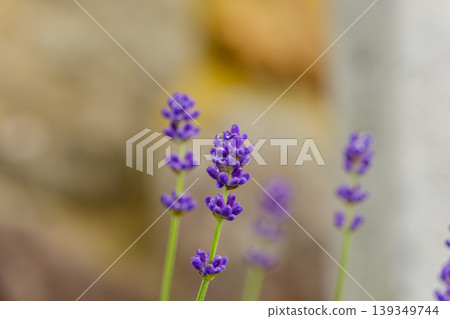 A close-up of purple lavender blooming proudly, adorned with water droplets. 139349744