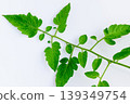 櫻桃番茄葉片的特寫—植物的生命力和自然的精妙設計 139349754