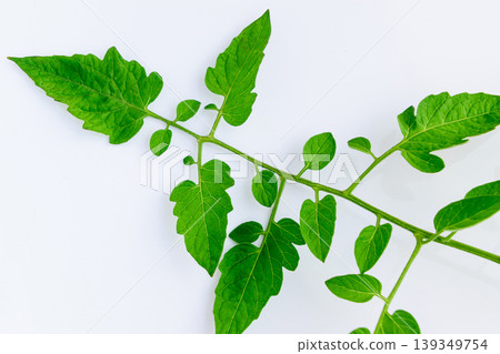 櫻桃番茄葉片的特寫—植物的生命力和自然的精妙設計 櫻桃番茄葉片的特寫—植物的生命力和自然的精妙設計 139349754