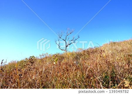 藍天、樹木和廣闊的草原 藍天、樹木和廣闊的草原 139349782