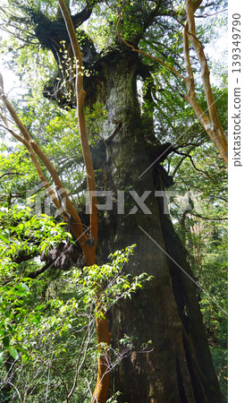 繩文杉健行、大王杉、屋久島 繩文杉健行、大王杉、屋久島 139349790