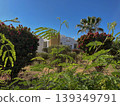 a hotel in Egypt has an acacia bush with juicy leaves 139349791