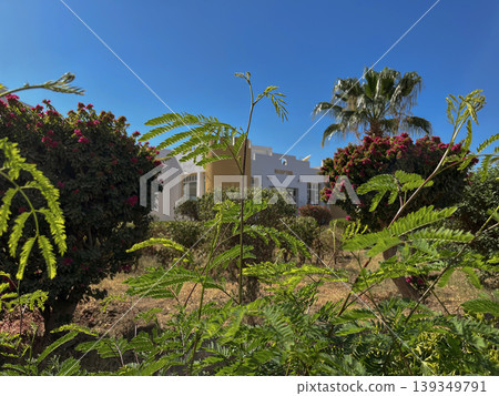 a hotel in Egypt has an acacia bush with juicy leaves 139349791