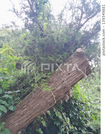 Old Tree Trunk with Rough Bark Texture Old Tree Trunk with Rough Bark Texture 139349881