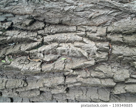 Old Tree Trunk with Rough Bark Texture Old Tree Trunk with Rough Bark Texture 139349885