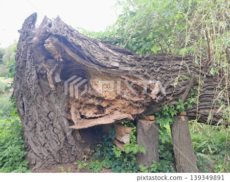Old Tree Trunk with Rough Bark Texture Old Tree Trunk with Rough Bark Texture 139349891