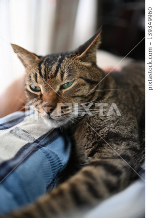 Pheasant cat relaxing Pheasant cat relaxing 139349960