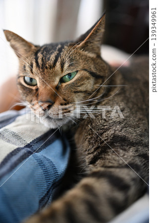 Pheasant cat relaxing Pheasant cat relaxing 139349961