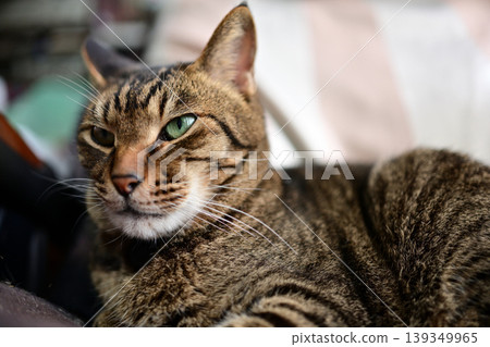 Pheasant cat relaxing Pheasant cat relaxing 139349965