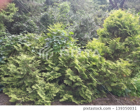 Lush Forest with Trees and Dense Greenery in Sunlight Lush Forest with Trees and Dense Greenery in Sunlight 139350031