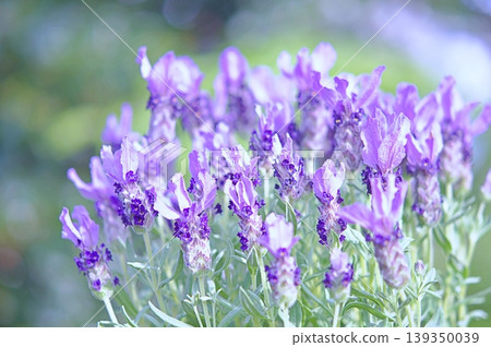 Lavender in bloom Lavender in bloom 139350039