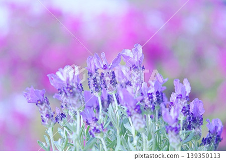 Lavender in bloom 139350113