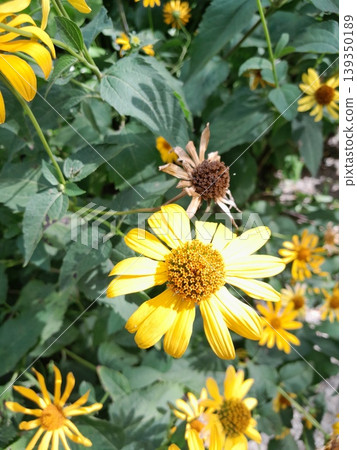 beautiful wild flower in nature 139350189