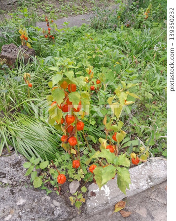 Physalis plant with bright orange lantern fruits in a lush garden setting Physalis plant with bright orange lantern fruits in a lush garden setting 139350232
