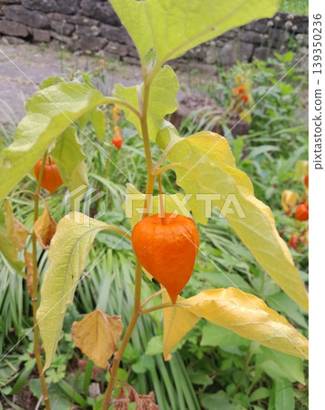 Physalis plant with bright orange lantern fruits in a lush garden setting Physalis plant with bright orange lantern fruits in a lush garden setting 139350236