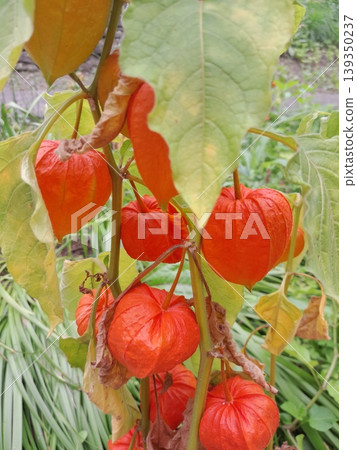Physalis plant with bright orange lantern fruits in a lush garden setting Physalis plant with bright orange lantern fruits in a lush garden setting 139350237