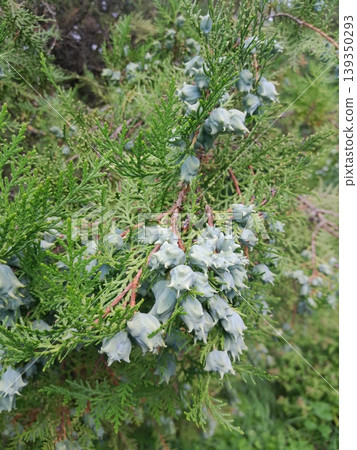 Close-up of cypress cones on green evergreen branch in natural garden Close-up of cypress cones on green evergreen branch in natural garden 139350293
