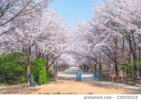 Seoul, South Korea - Apr. 02, 2026 : Scenic Spring Landscape of Cherry Blossom Path in Seoul Forest Seoul, South Korea - Apr. 02, 2026 : Scenic Spring Landscape of Cherry Blossom Path in Seoul Forest 139350328