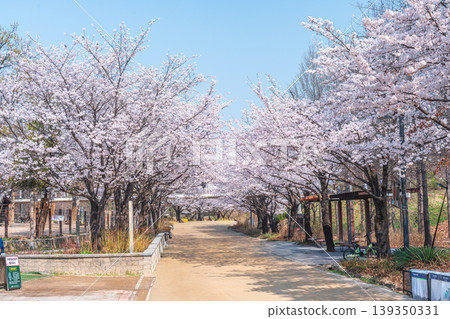 Seoul, South Korea - Apr. 02, 2026 : Scenic Spring Landscape of Cherry Blossom Path in Seoul Forest Seoul, South Korea - Apr. 02, 2026 : Scenic Spring Landscape of Cherry Blossom Path in Seoul Forest 139350331