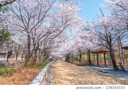 Seoul, South Korea - Apr. 02, 2026 : Scenic Spring Landscape of Cherry Blossom Path in Seoul Forest 139350333
