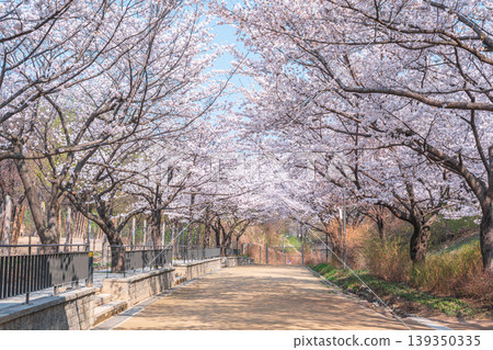 Seoul, South Korea - Apr. 02, 2026 : Scenic Spring Landscape of Cherry Blossom Path in Seoul Forest Seoul, South Korea - Apr. 02, 2026 : Scenic Spring Landscape of Cherry Blossom Path in Seoul Forest 139350335