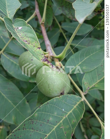 Walnut tree fruits on green leaves background 139350337