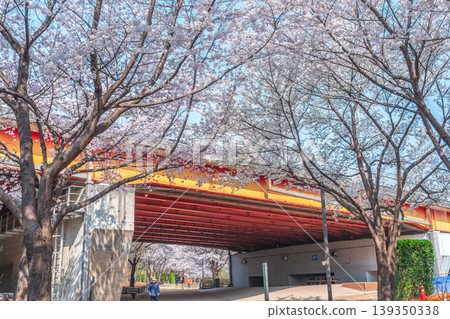 Seoul, South Korea - Apr. 02, 2026 : Scenic Spring Landscape of Cherry Blossom Path in Seoul Forest Seoul, South Korea - Apr. 02, 2026 : Scenic Spring Landscape of Cherry Blossom Path in Seoul Forest 139350338