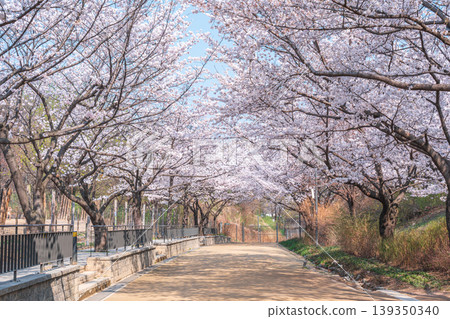 Seoul, South Korea - Apr. 02, 2026 : Scenic Spring Landscape of Cherry Blossom Path in Seoul Forest 139350340