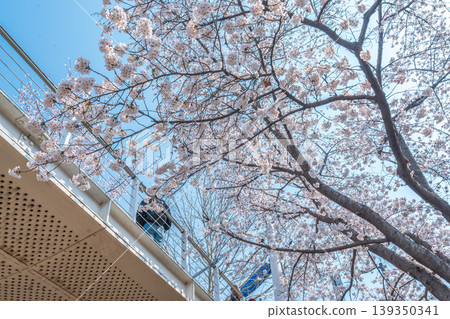 Seoul, South Korea - Apr. 02, 2026 : Scenic Spring Landscape of Cherry Blossom Path in Seoul Forest Seoul, South Korea - Apr. 02, 2026 : Scenic Spring Landscape of Cherry Blossom Path in Seoul Forest 139350341