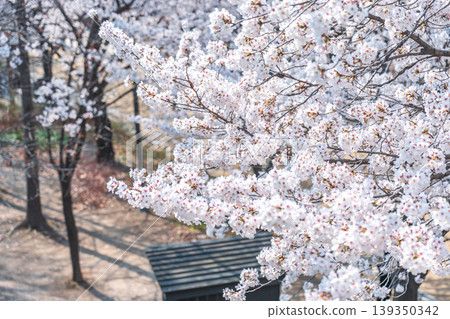 Seoul, South Korea - Apr. 02, 2026 : Scenic Spring Landscape of Cherry Blossom Path in Seoul Forest 139350342