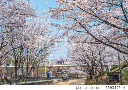 Seoul, South Korea - Apr. 02, 2026 : Scenic Spring Landscape of Cherry Blossom Path in Seoul Forest 139350344