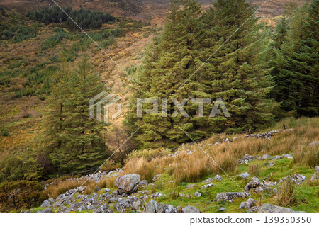 Pine trees and golden grass blanket a rugged hillside, creating a vibrant natural scene in a vast, open valley. Pine trees and golden grass blanket a rugged hillside, creating a vibrant natural scene in a vast, open valley. 139350350