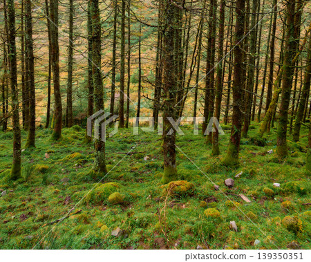 The dense forest floor is carpeted in vibrant green moss. The dense forest floor is carpeted in vibrant green moss. 139350351