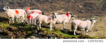 A flock of sheep with red markings stand on a grassy hillside. 139350362