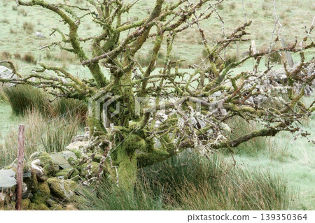 A moss-covered tree with bare branches stands behind a traditional stone wall in a grassy field. A moss-covered tree with bare branches stands behind a traditional stone wall in a grassy field. 139350364