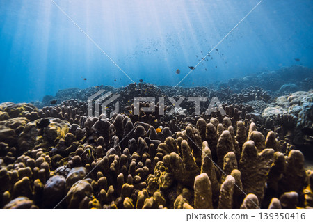 Blue sea with amazing living corals and sun rays. Underwater scene Blue sea with amazing living corals and sun rays. Underwater scene 139350416