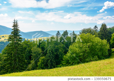 carpathian mountain hay field in afternoon light. alpine countryside summer landscape with green valley behind the woods on the grassy slope. clouds on a bright blue sky. serene highland background 139350675