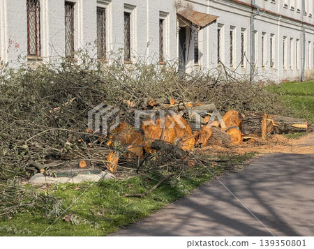 Pile of cut logs, branches lies along park path near historic building with white facade with visible tree removal debris. Landscape maintenance, park work, environmental management, outdoor 139350801
