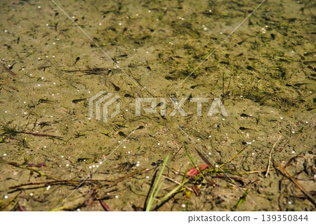 Tadpoles Tadpoles 139350844