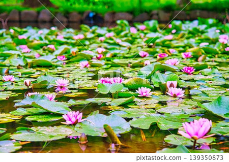 Pink lily blooming in the pond Pink lily blooming in the pond 139350873