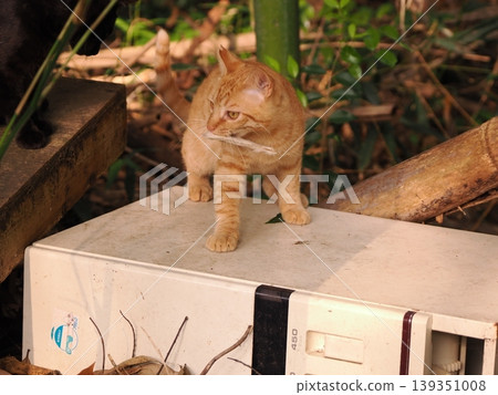 Cute brown tabby kitten Cute brown tabby kitten 139351008