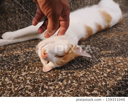 Cute cat sleeping Cute cat sleeping 139351048