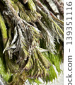 Preparing tempura made with Japanese angelica tree shoots. 139351116